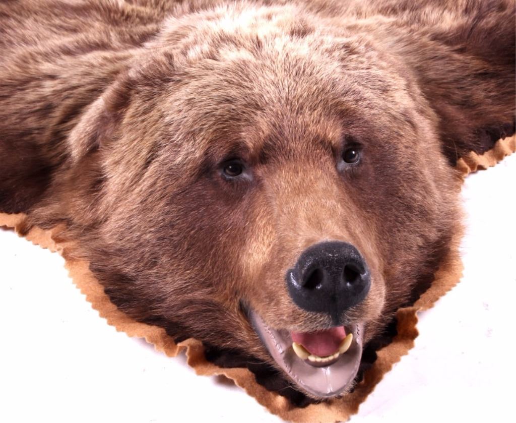 Great Alaskan Grizzly Bear Rug Mount