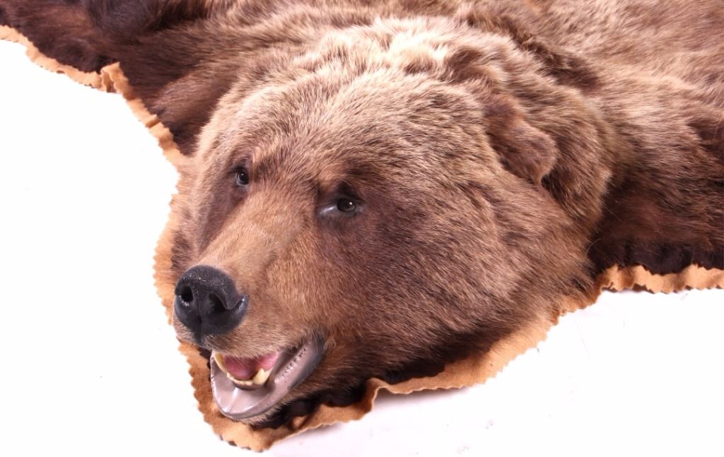 Great Alaskan Grizzly Bear Rug Mount