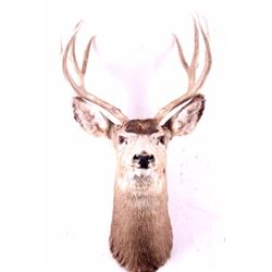 Montana Trophy Mule Deer Head Mount
