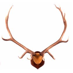 Montana 6x6 Boone & Crockett Elk Antler Mount