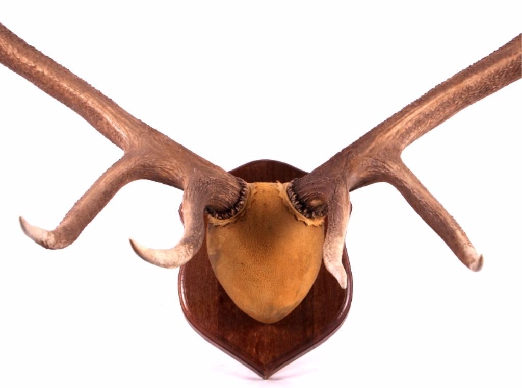 Montana 6x6 Boone & Crockett Elk Antler Mount