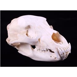 Montana Black Bear Skull