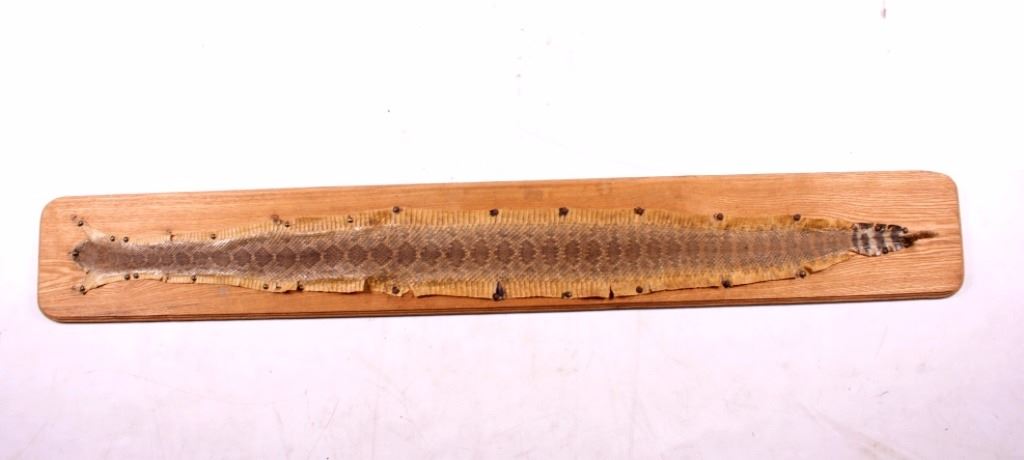 Montana Rattlesnake Skin Mount