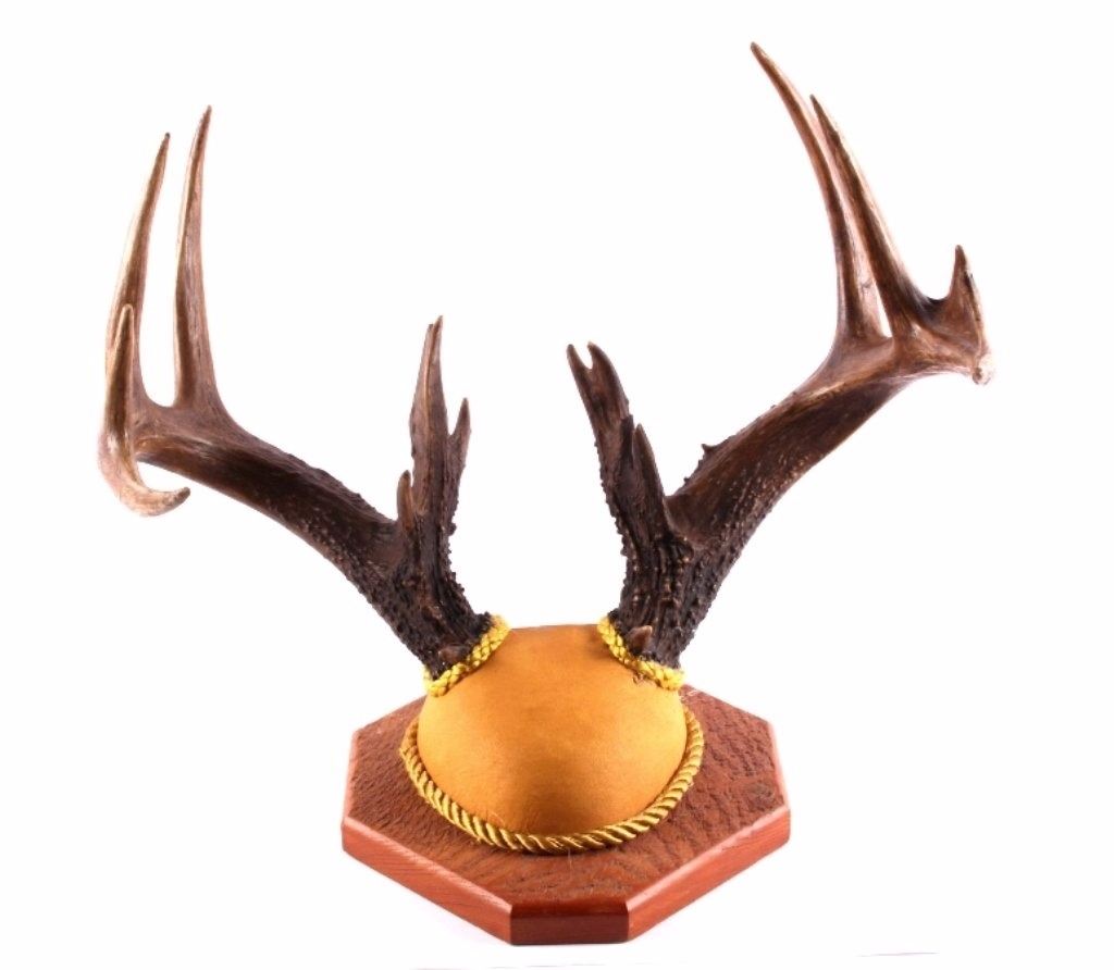 Montana NonTypical Whitetail Deer Antlers