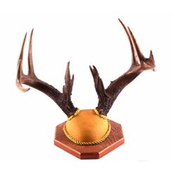 Montana Non-Typical Whitetail Deer Antlers