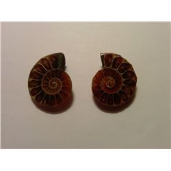 MATCHED SET OF 2 AMMOLITE SHELLS