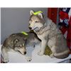 Image 1 : TWO CARVED WOLF SCULPTURES