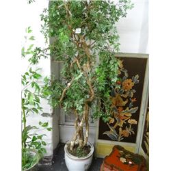 Ficus Tree In Painted Planter