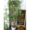 Image 1 : Ficus Tree In Painted Planter