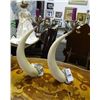 Image 1 : Boar Tooth Candle Holders