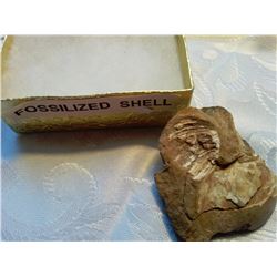 FOSSILIZED SHELL