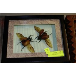 TWO FRAMED LARGE BEETLES