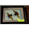 Image 1 : TWO FRAMED LARGE BEETLES