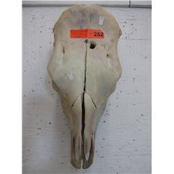 Genuine Animal Skull