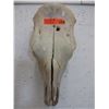 Image 1 : Genuine Animal Skull