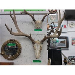 Animal antler - 22" Wide