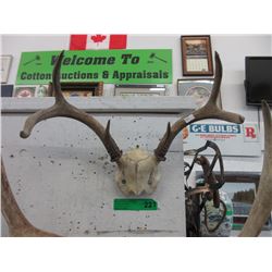 Animal antler - 15" Wide