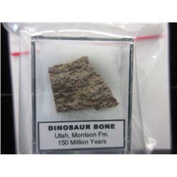150 Million Year Old Dinosaur Bone