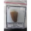 Image 1 : 70 Million Year Old Dinosaur Tooth