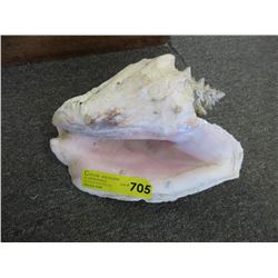 11" Long sea shell
