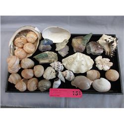 Collection of crystals & small sea shells