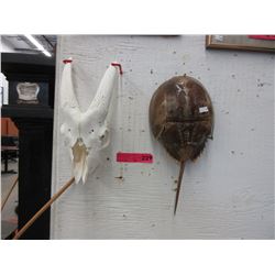 Animal skull & horseshoe crab shell