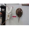 Image 1 : Animal skull & horseshoe crab shell