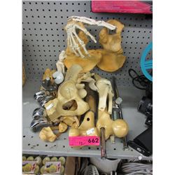 Human bone display pieces - plastic