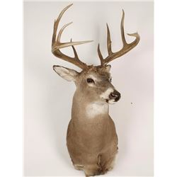 White Tail Deer Mount