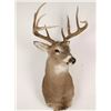 Image 1 : White Tail Deer Mount