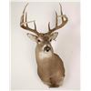 Image 2 : White Tail Deer Mount