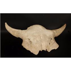 Vintage Bison Skull