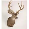 Image 2 : Deer Mount