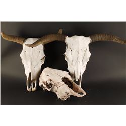 Collection of Three Steer Skulls