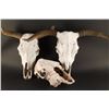 Image 1 : Collection of Three Steer Skulls
