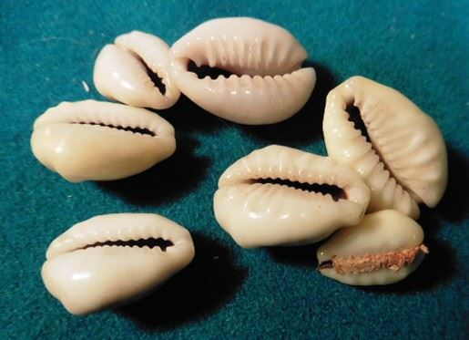 (7 pcs.) of Cowrie Shell Money. Shell money appears to have been used ...