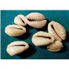 Image 1 : (7 pcs.) of Cowrie Shell Money. Shell money appears to have been used on almost every continent: Ame