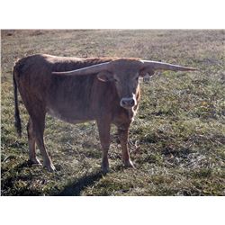 FOXY LUCILLE EOT 358