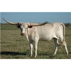 HORSESHOE J MAGNIFICENT