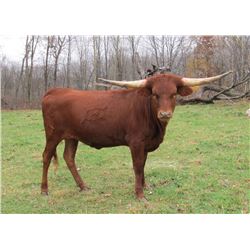 HICKS MISS STRAWBERRY