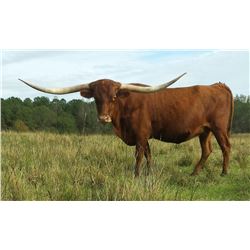 DUNN BRAVO CELEBRITY