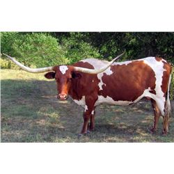 M ARROW ANTICIPATION