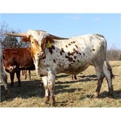 HL Tuffs Grande Miss