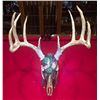 Image 1 : Donation Lot: Whitetail Skull and Rack
