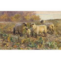 walter bothams,STUDY OF SHEEP IN A VEGETABLE PATCH....