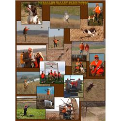 Pheasant Valley Farm 16 Birds for 4 Hunters