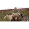 Image 4 : Alaska D&L Brown Bear/Wolverine/Wolf for 2 Hunters