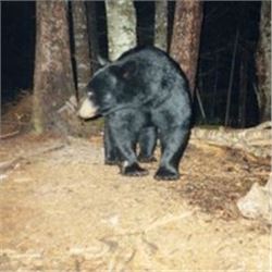 Adairs Outfitting New Brunswick 5 Day Black Bear for 2