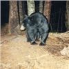 Image 1 : Adairs Outfitting New Brunswick 5 Day Black Bear for 2