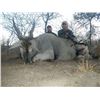 Image 3 : AfriHunt Eland for 2 in Namibia